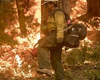 Forests can be risky climate investments to offset greenhouse gas emissions