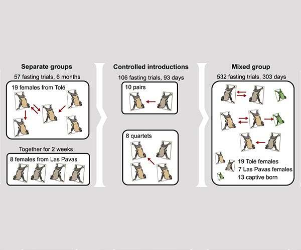 Vampire bats socially distance when they fall ill