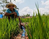 New approach to improve nitrogen use, enhance yield, and promote flowering in rice