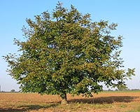 Money grows on trees with great walnuts of China