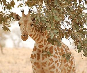 Niger's giraffe population on the rise again