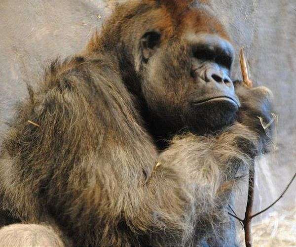 DR Congo park fetes birth of endangered gorilla species
