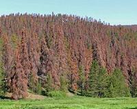 Predicting tree mortality