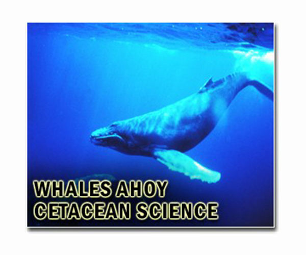 Freed anti-whaling campaigner Paul Watson arrives in France