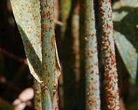 Plant pathogens can adapt to a variety of climates, hosts