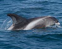 Plaques linked to Alzheimer's found in the brains of stranded dolphins