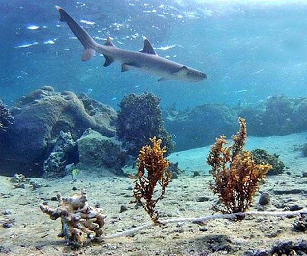 Graves sink, fisheries shrink as climate change hits Fiji