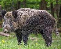 Polish animal activists block govt-ordered boar hunt