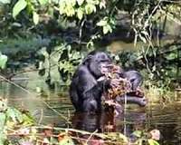 Wild bonobos show similarities to development of human speech