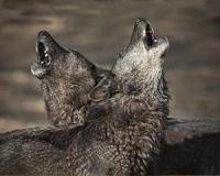 Rare wolf killed in Bangladesh after first appearance in decades