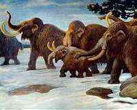 Anthropologists unearth remains of mammoths trapped in 15,000-year-old pits