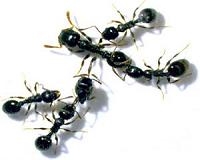 Ants use collective cognition to navigate obstacles