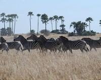 4 million years at Africa's salad bar