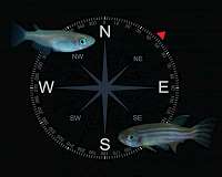A compass in the dark