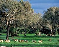 China pledges $2 million to curb poaching in Zimbabwe