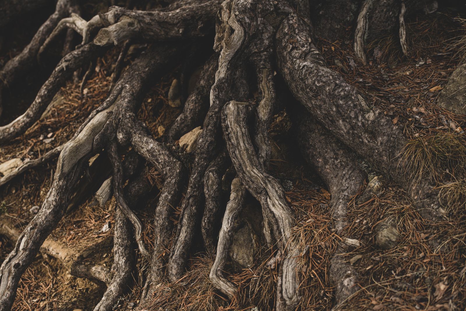 aspen roots underground