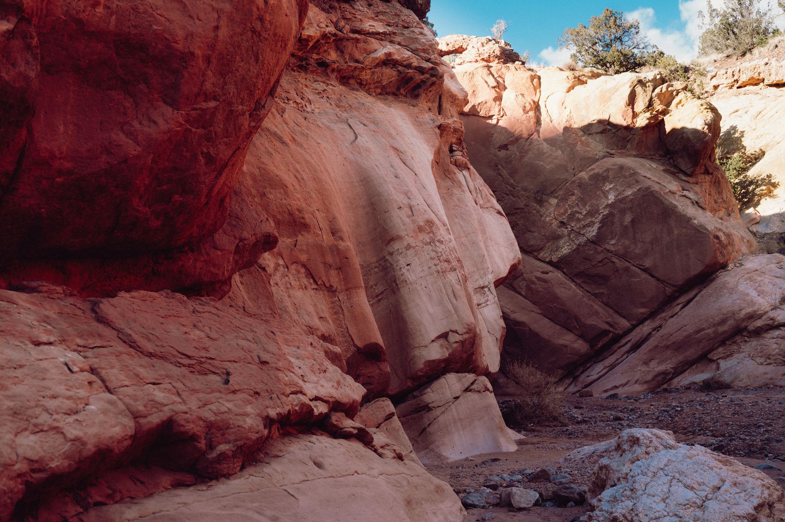 How did a conifer thought extinct for two million years turn up alive in 1994 within 200 kilometres of a city of 3.7 million people?