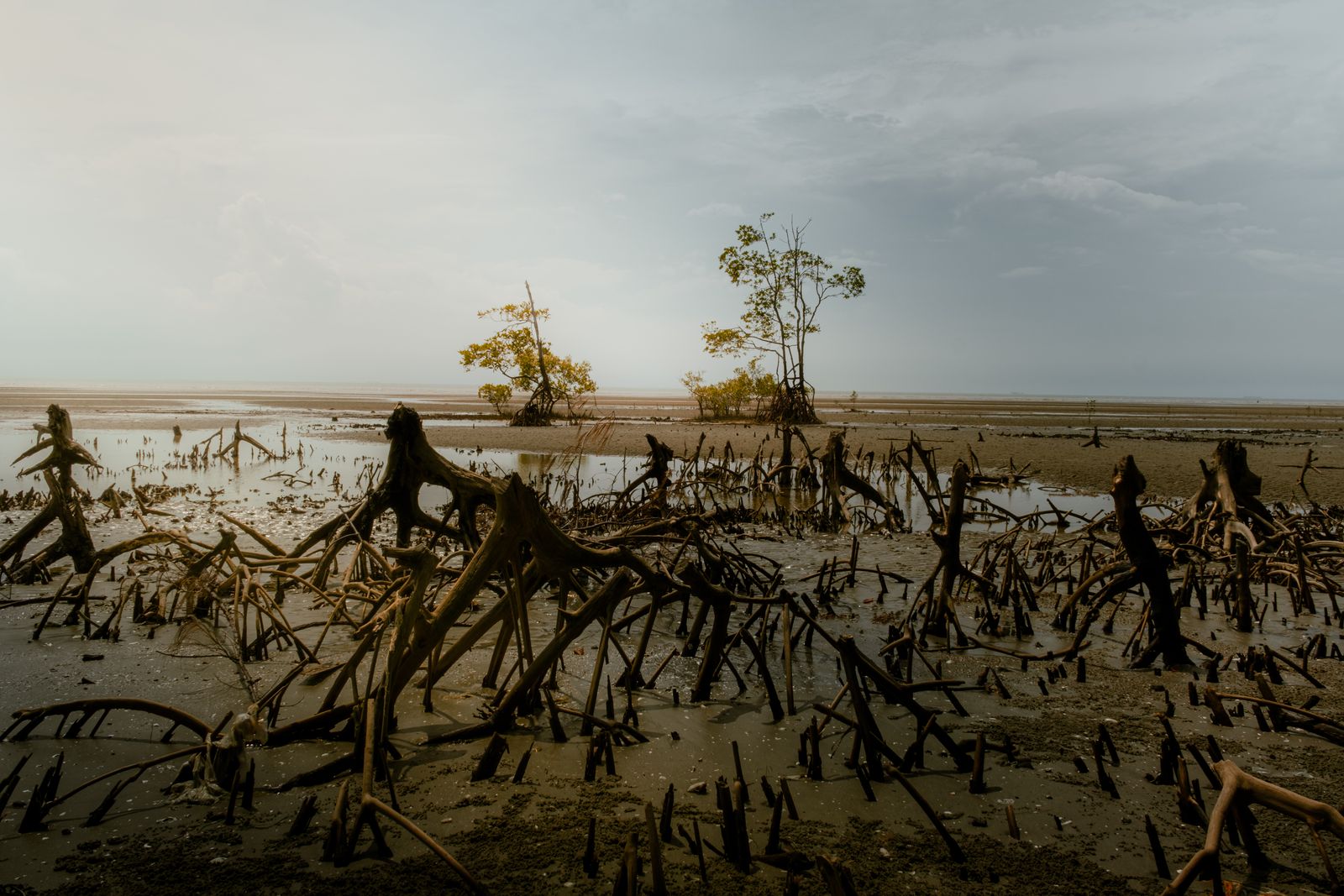 How does a coastal forest that covers less than one percent of the tropics store up to four times more carbon per hectare than the rainforests inland?
