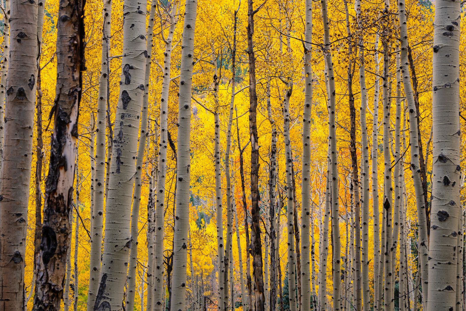 How does a single tree colony in the American West cover roughly 106 acres, weigh around 6,000 tonnes, and share one root system that makes it a contender for the heaviest organism alive?