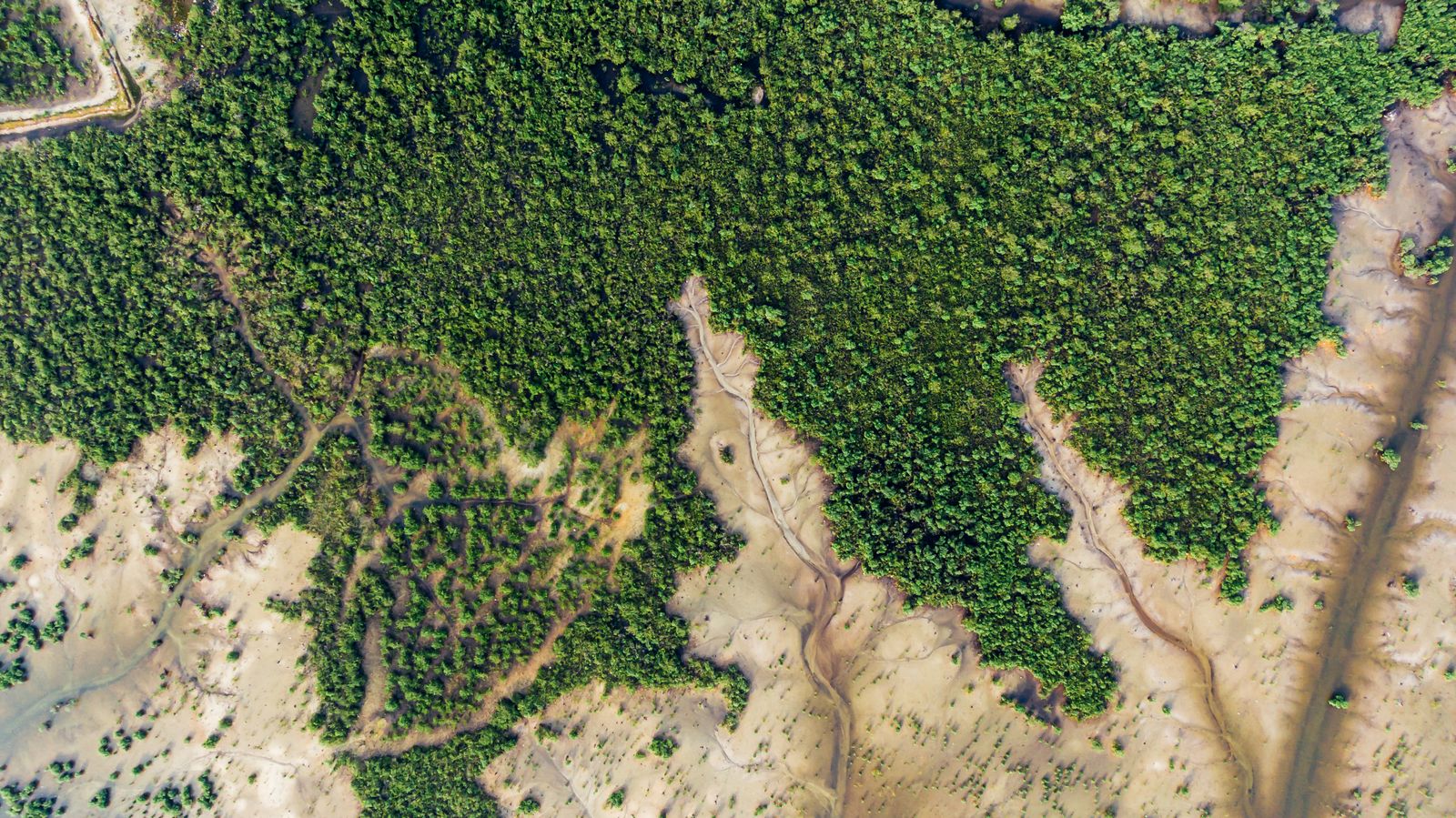 mangrove aerial delta