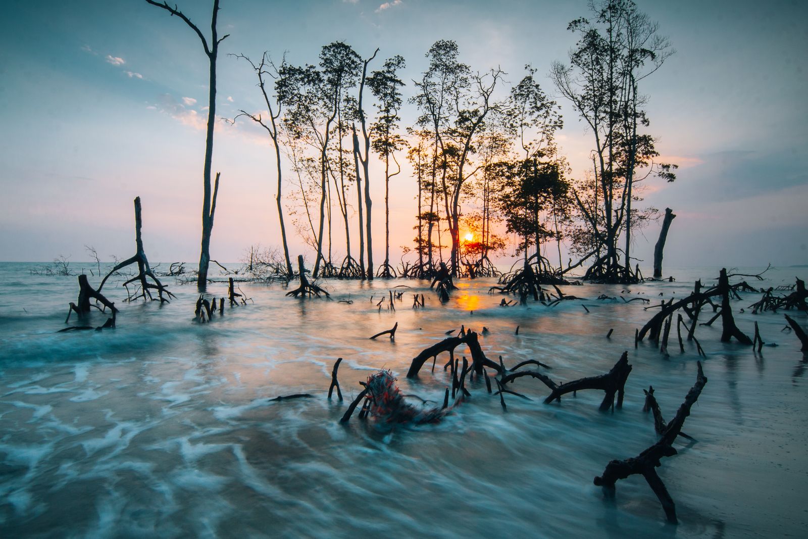 mangrove pneumatophores mud