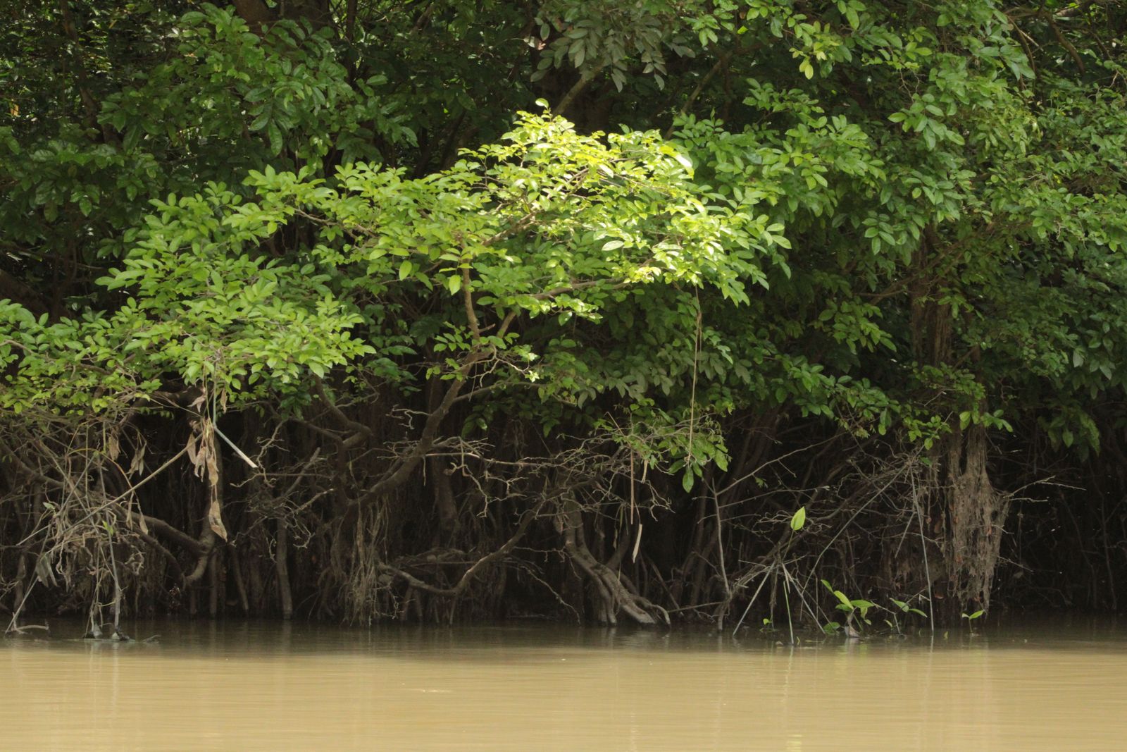mangrove roots tidal