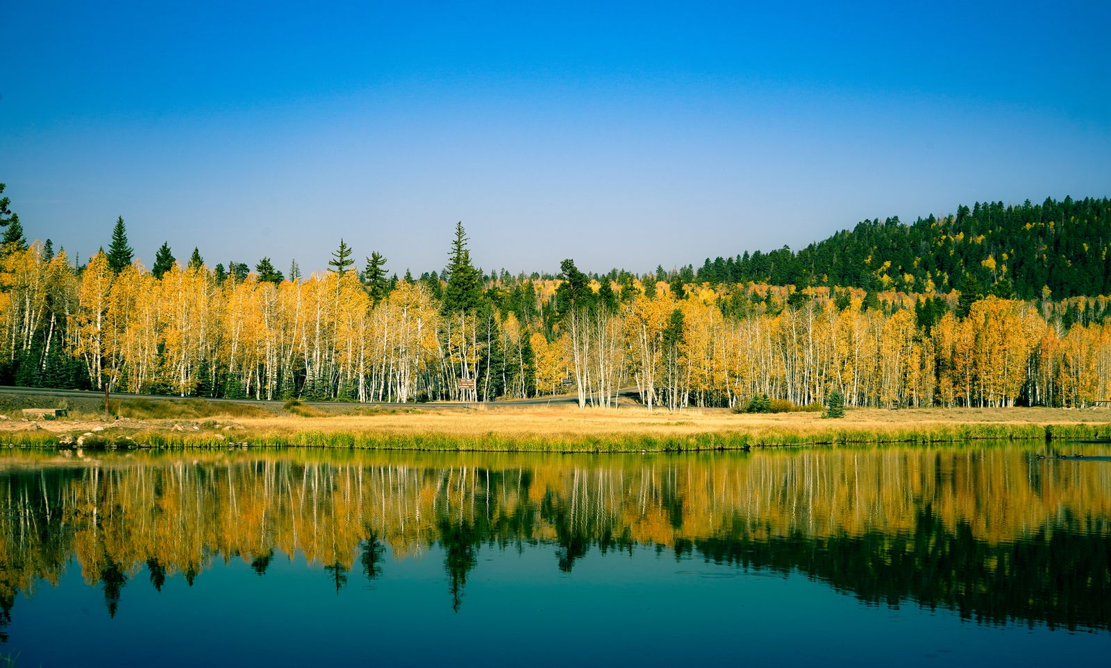 Pando aspen grove Utah