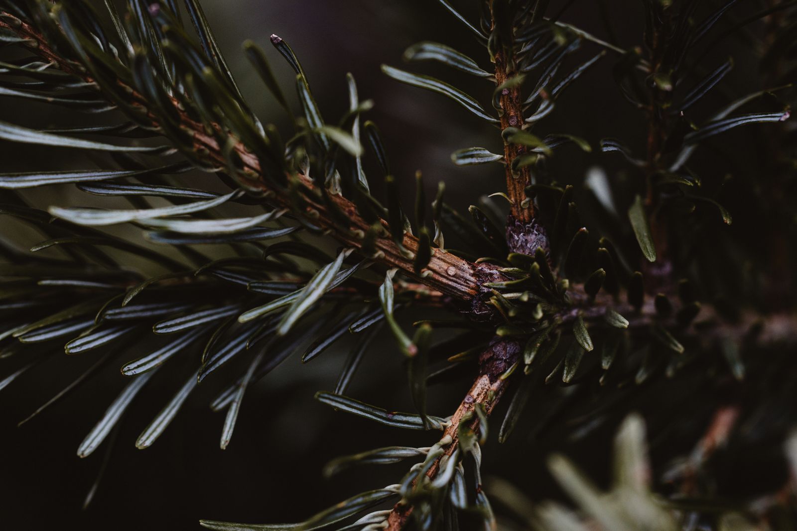Wollemi pine foliage