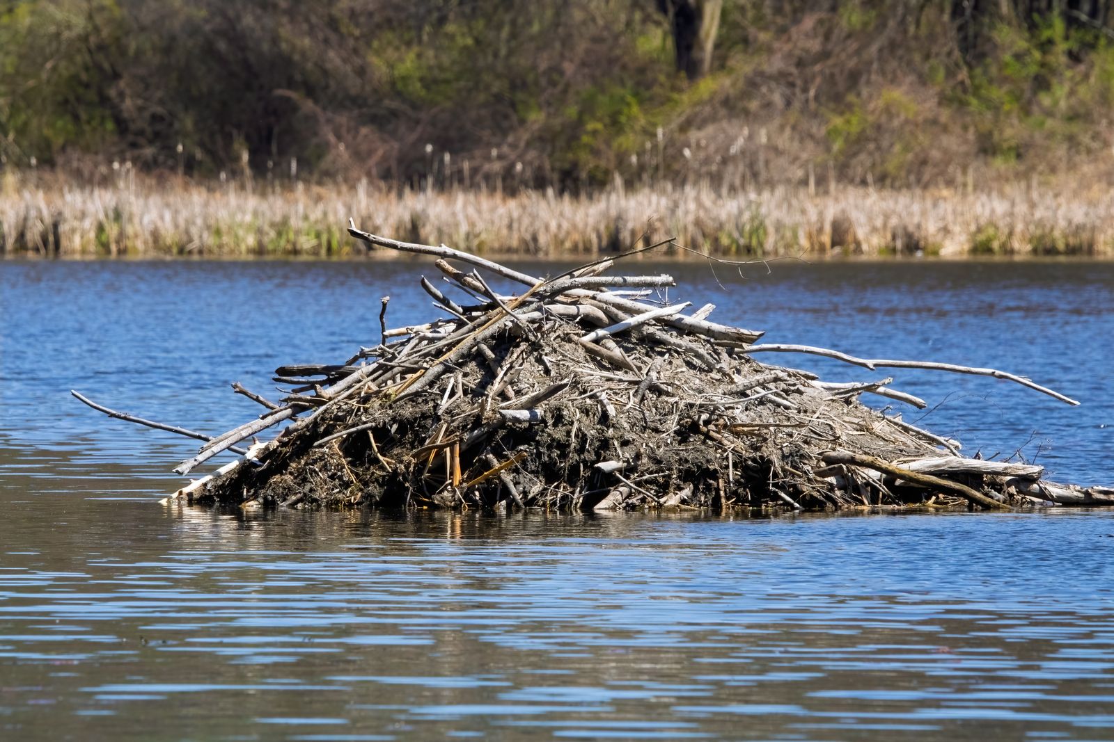 A beaver dam spreading water across a green floodplain