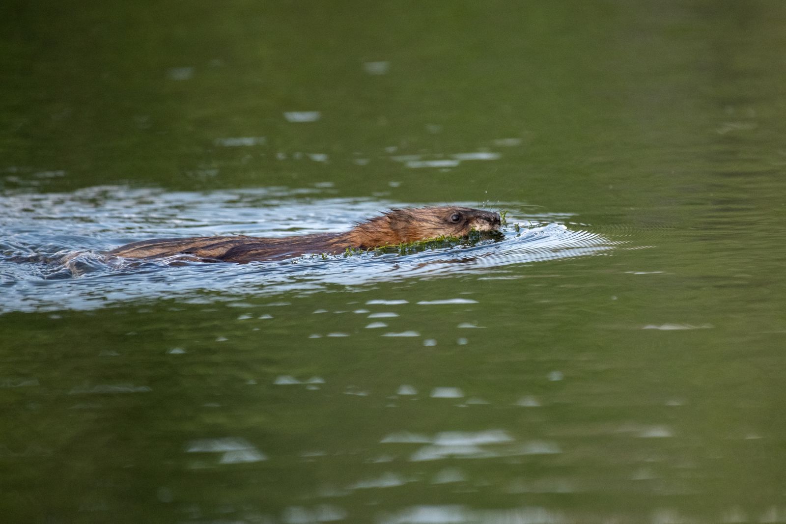 A beaver swimming through a pond within a restored wetland