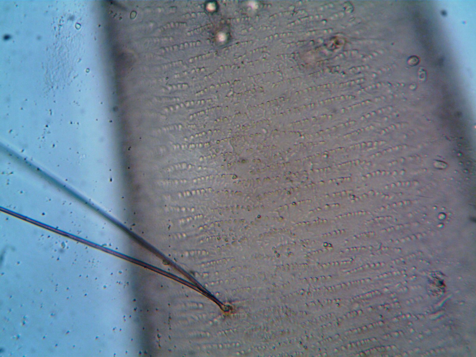 In 1665, Robert Hooke sliced a paper-thin sliver of cork, held it under a compound microscope of his own design, and saw rows of tiny empty compartments that reminded him of monks' quarters, giving biology the word 'cell' 174 years before anyone worked out what was actually inside one