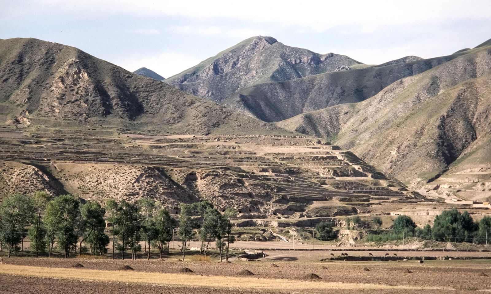 How did a Chinese plateau the size of France cut the yellow silt flowing into its downstream river from 1.6 billion tonnes a year to 300 million?