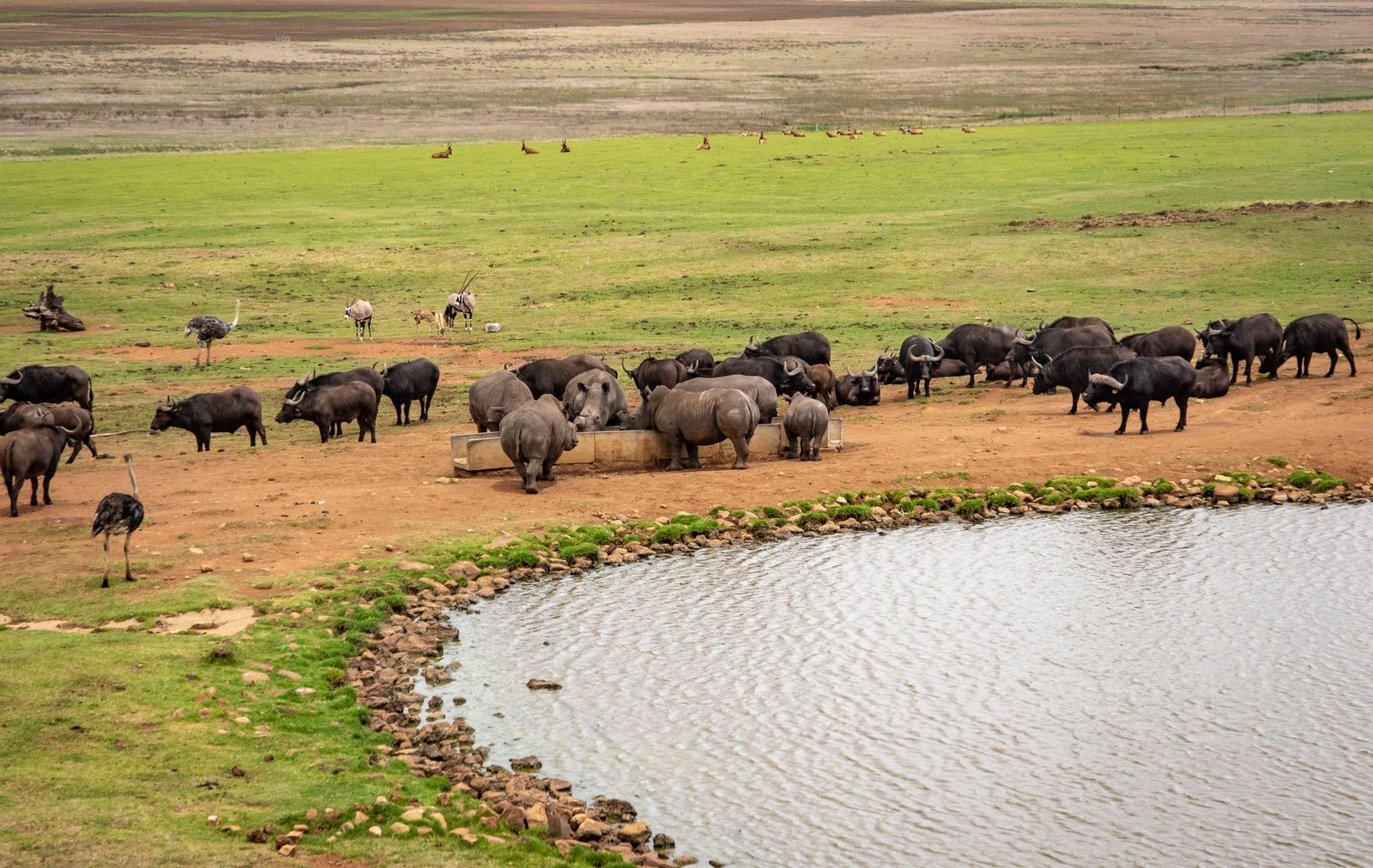 How did an East African community, told to fence wildlife out for conservation, instead grant grazing rights across shared rangelands and see lion, elephant and giraffe numbers climb alongside their cattle herds?