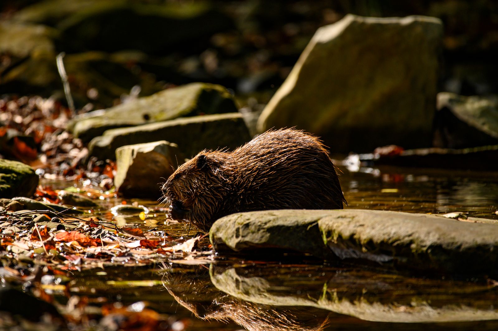How does reintroducing a dam-building rodent to a drought-prone valley raise the water table, cool the stream, and store more carbon in the floodplain than the surrounding forest?