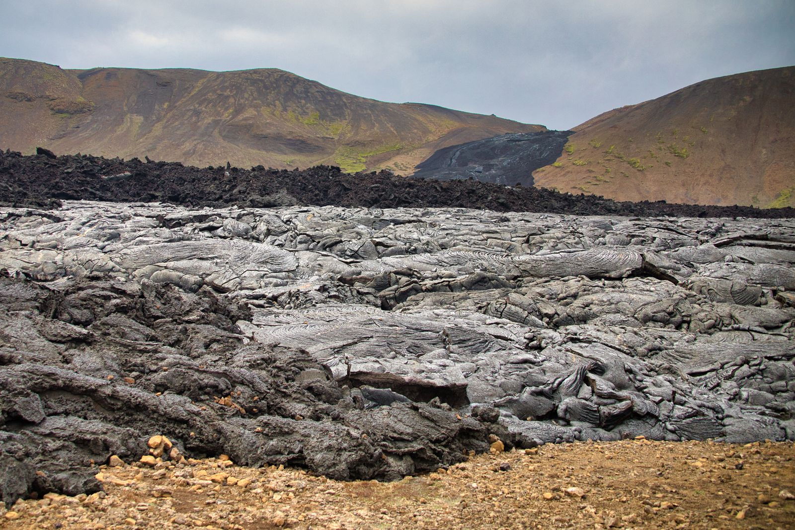 How did a treeless volcanic island in the North Atlantic, stripped of its birch forests by Viking axes over a thousand years ago, begin clawing woodland back onto slopes of black ash and wind?