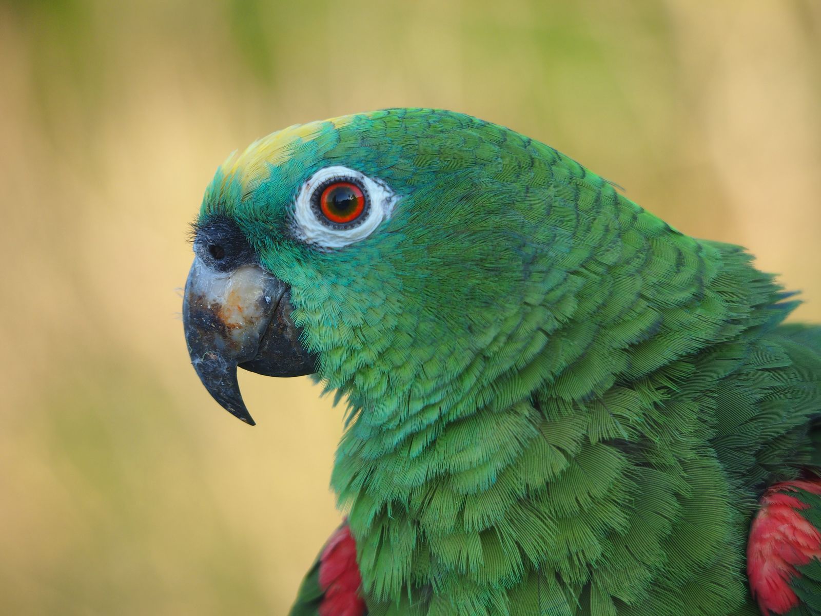 kakapo parrot closeup