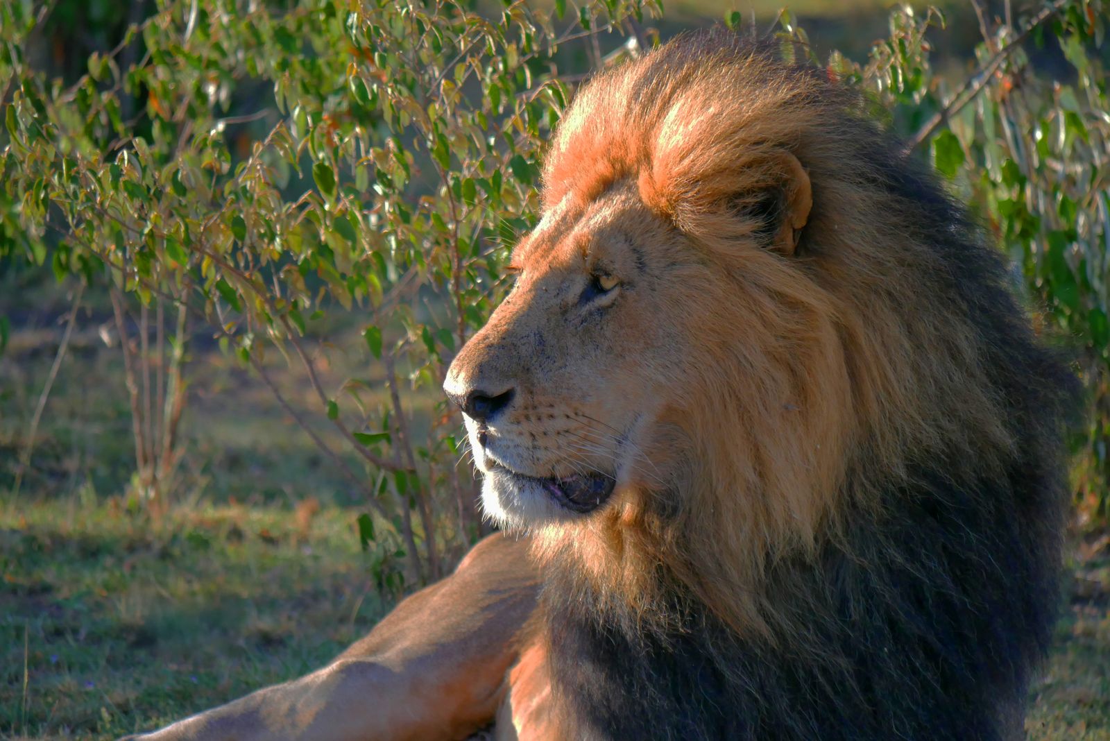 lion Maasai Mara sunrise