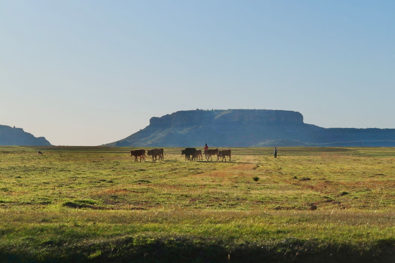 Maasai herder cattle savanna