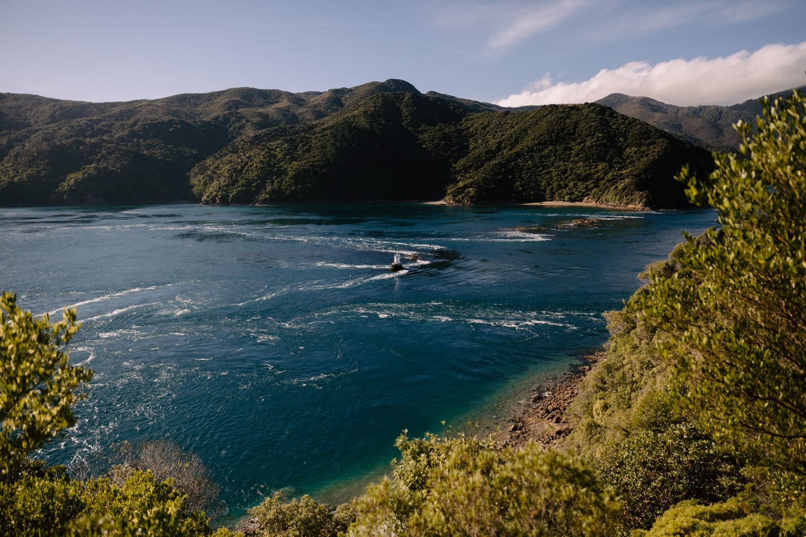 New Zealand forest island