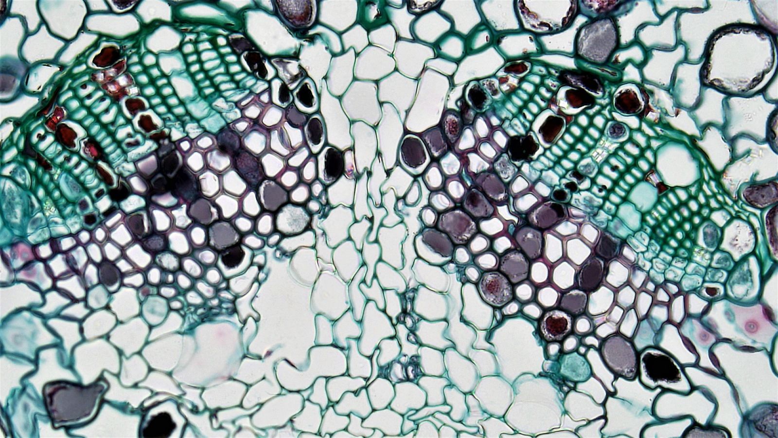 Reverse osmosis membrane used in advanced water purification