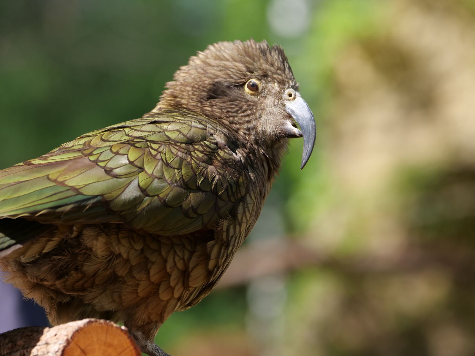 Why does removing rats and stoats from a scatter of small offshore islands bring back flightless parrots and ground-nesting seabirds that had not bred on the mainland for over a century?
