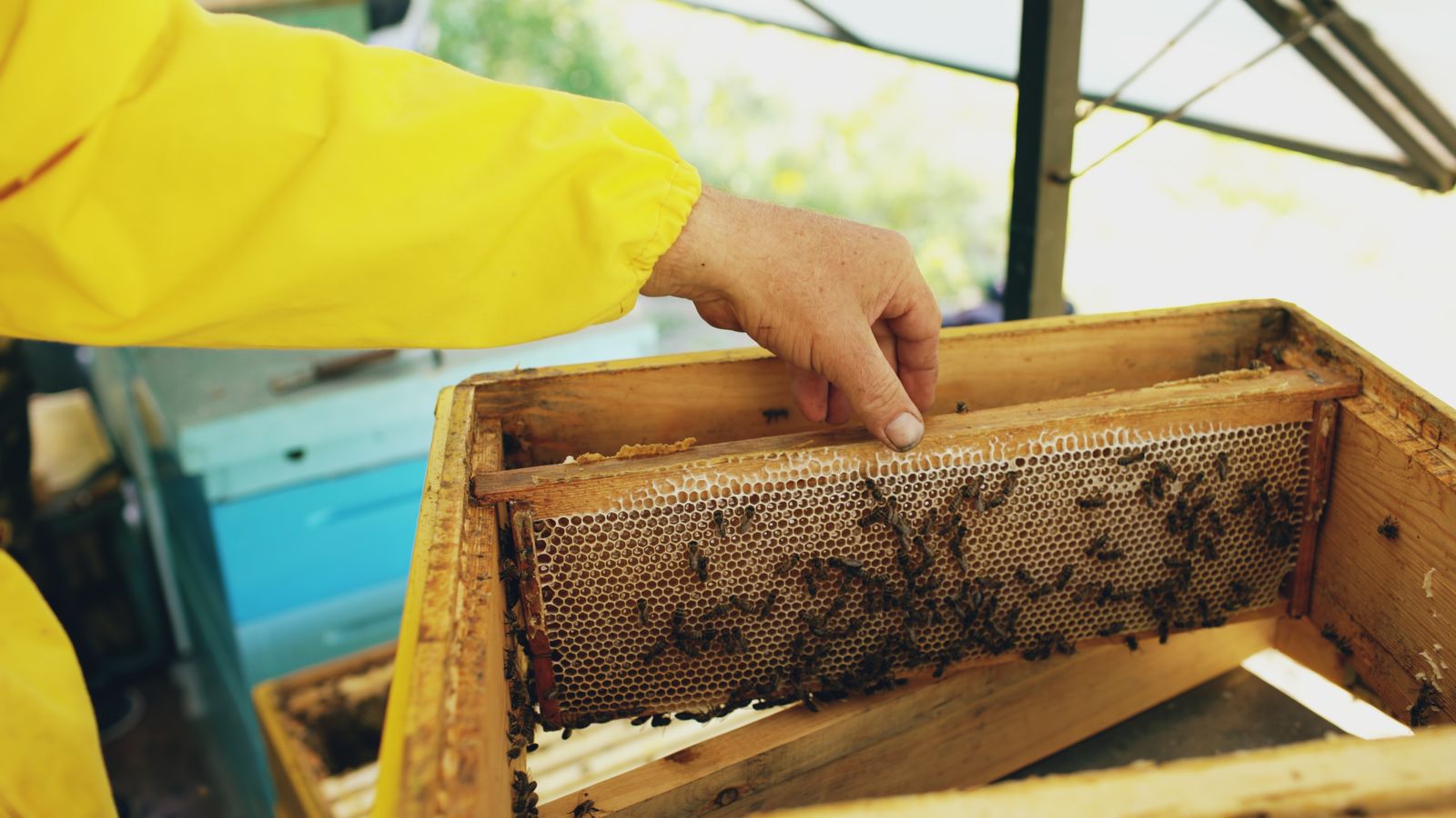 honeycomb beekeeper hands