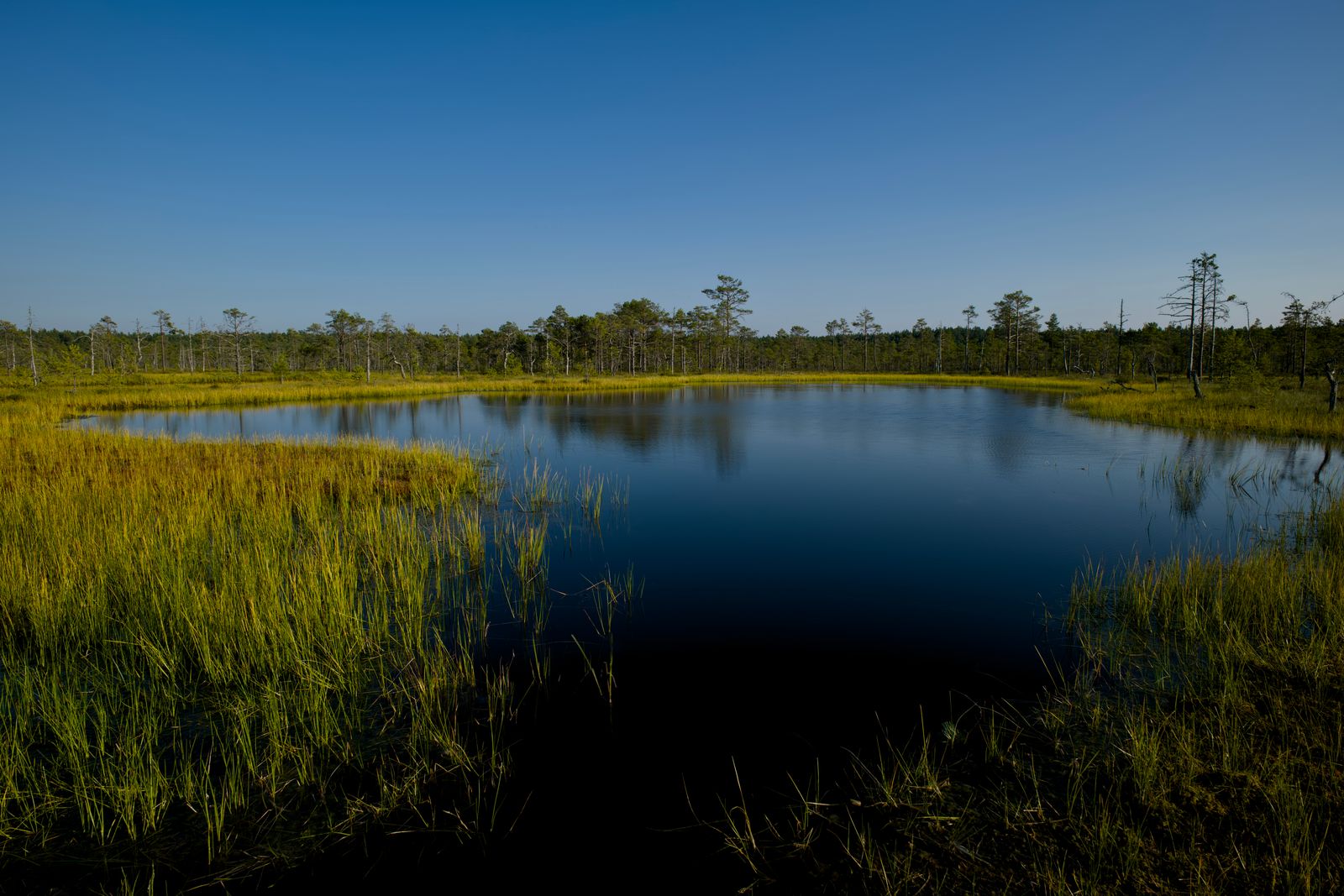 peatland canal Borneo