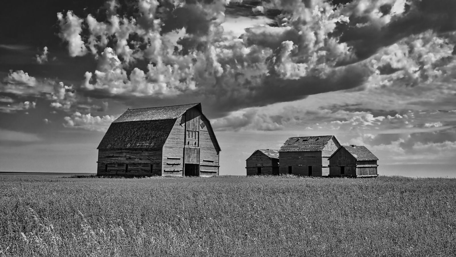 What happened when American plains farmers, after a decade of black blizzards burying houses to the eaves in the 1930s, were paid by a new federal agency to plough along the contours and plant windbreak trees?